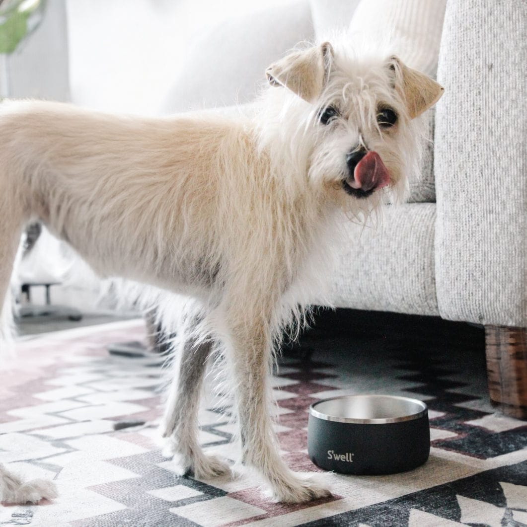 s-well-pet-bowl-16oz-stainless-steel-non-slip-dishwasher-safe image 2